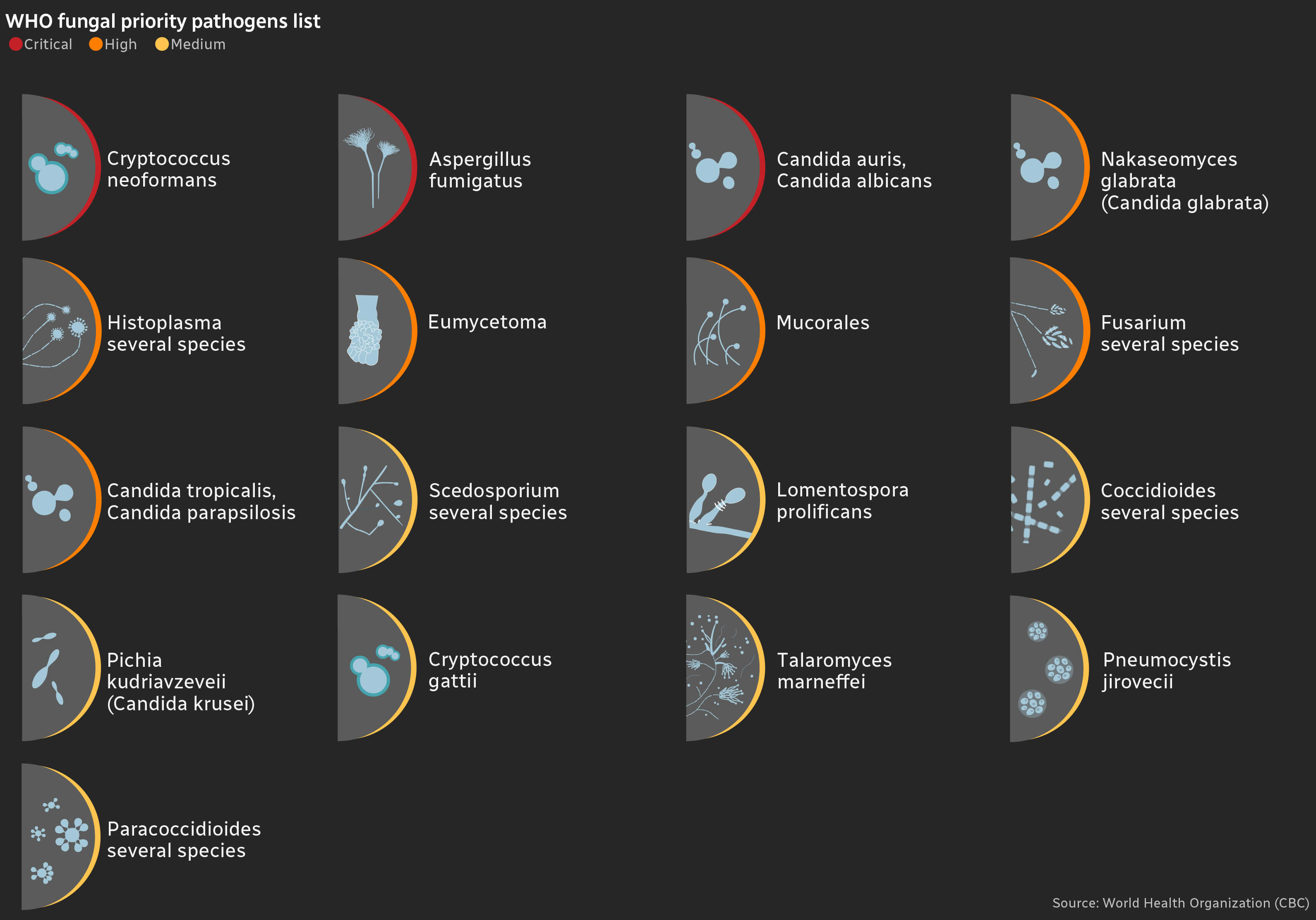 Infographic showing World Health Organization fungal priority list.