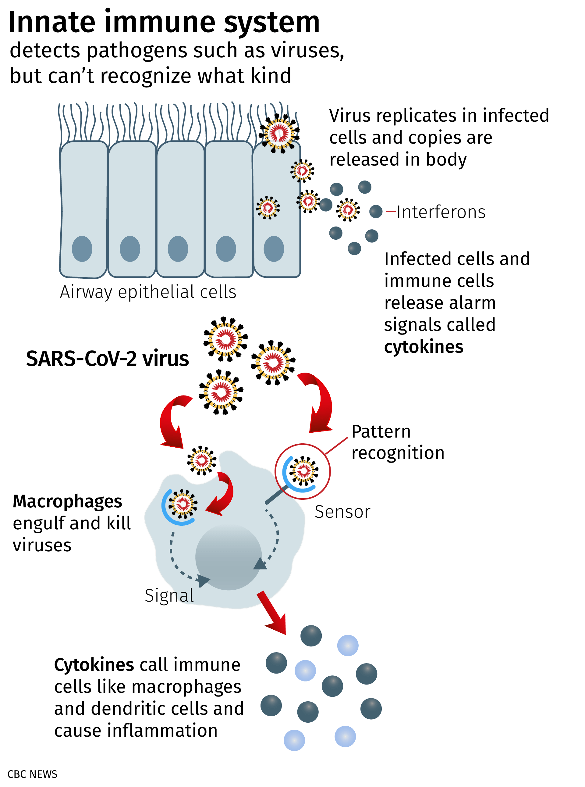 Infographic showing the innate inmune system and SARS-Cov-2. 